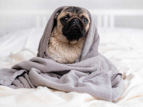 Wash pet bedding – Small dog wrapped in a blanket