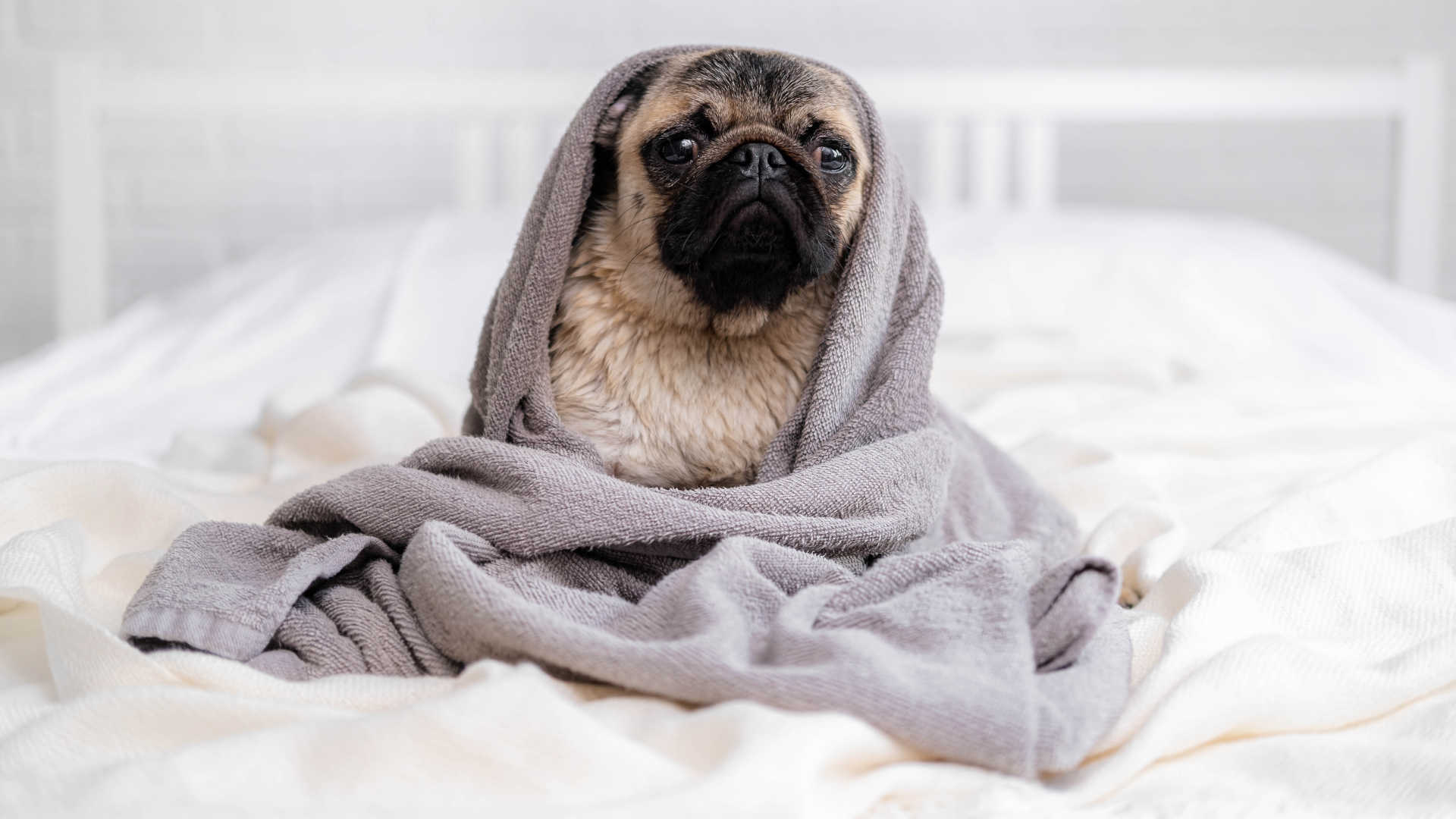 Wash pet bedding – Small dog wrapped in a blanket